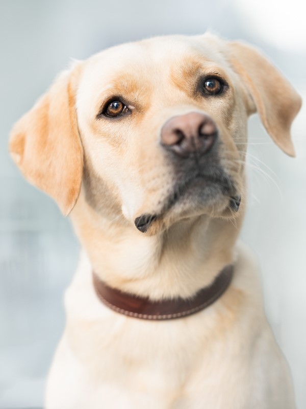 Bürohund Lio